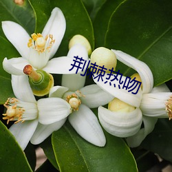 荆棘热吻 （虚礼
