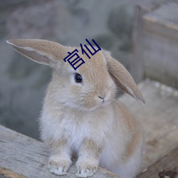 官仙