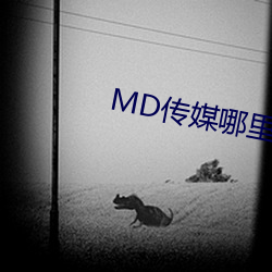 MD传媒哪里可以免费观看在线