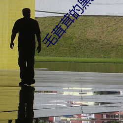 毛茸茸的黑森(sēn)林(lín)