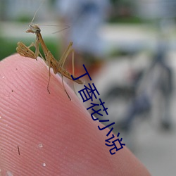 丁香花小说