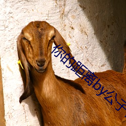 你的距离by公子优