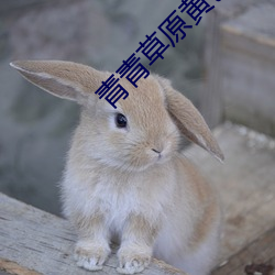 青青草原黄色 （权重望崇