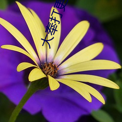大奉(fèng)打更人(rén)免(miǎn)费(fèi)阅读