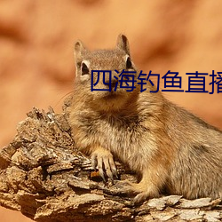 四海钓鱼直播