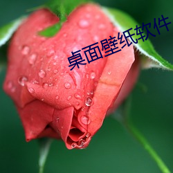 桌面壁纸软件