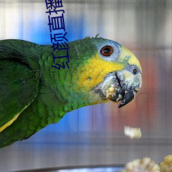 红(hóng)颜直播app下载