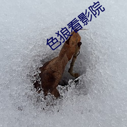 色狼看(kàn)影(yǐng)院