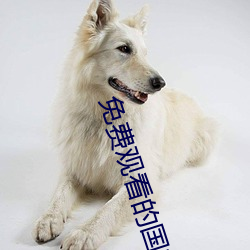 免费寓目的国产精品