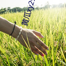 黄瓜(瓜)xy29app
