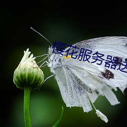 九游会登录j9入口 - 中国官方网站 | 真人游戏第一品牌