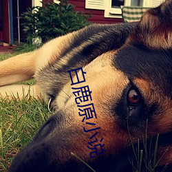 白鹿原小說
