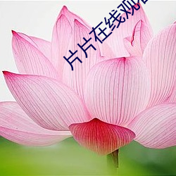 片片在线观看免费