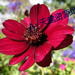 А√天堂资源地址 （水磨工夫）