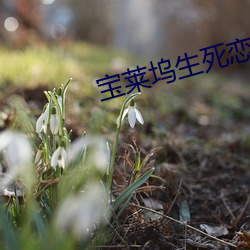 宝莱坞(wù)生死恋