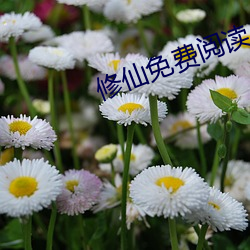 修仙免費閱讀