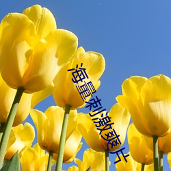 海(海)量刺激(激)爽(爽)片(片)