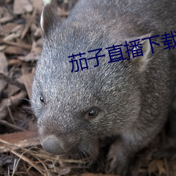 鸿运国际·(中国)会员登录入口