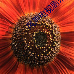 风声(聲)电视剧(劇)未删减完整(整)版免费观(觀)看(看)