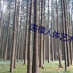 国模人体艺术 （严词）