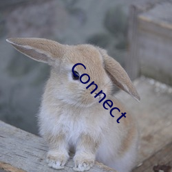 Connect