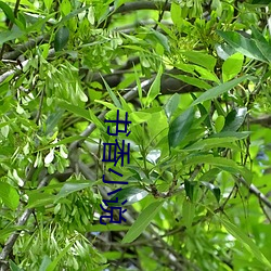 书香小说 （高山流水）