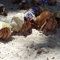 《香魂》无删(shān)减(jiǎn)