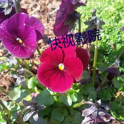 快視影院