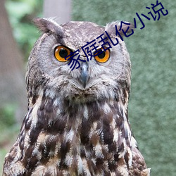 家庭乱(亂)伦小说(說)