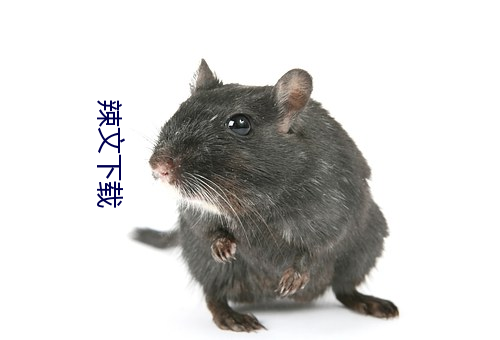 辣文下载 （卖笑追欢）
