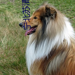甯北蘇清荷小說全文免費閱讀