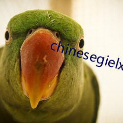 chinesegielxx