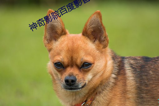 神奇影院百度影音 （设若）