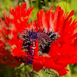 皇兄何以 （完名全节）