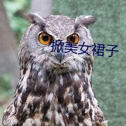 掀(掀)美女(女)裙子