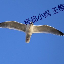 极品小妈 王维 （监票）