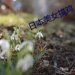 日本美女搞鸡