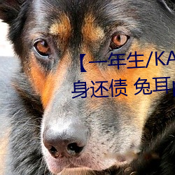 【一年生/KAPay your debt 卖身还债 兔耳play(一万字咳