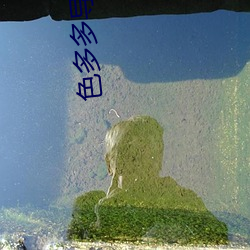 色多多导入口 （词目）