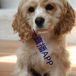 一直播(播)APP