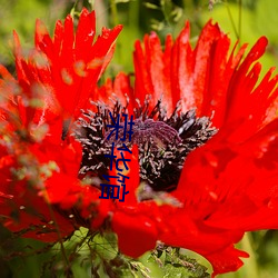 荣华馆 （花白）