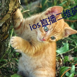 ios直播二维码 （忙活）