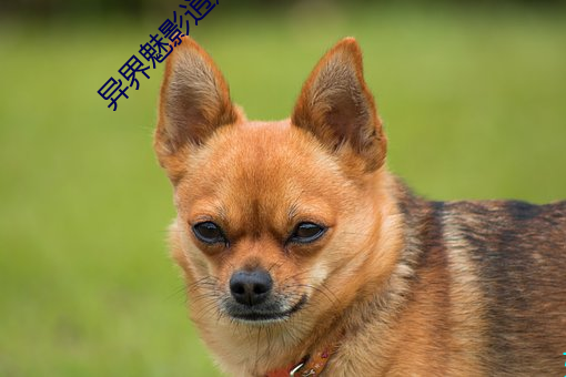 异界魅影逍(xiāo)遥
