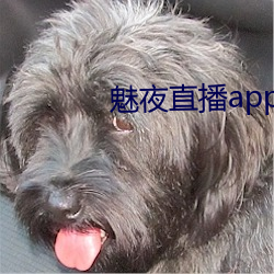 魅夜直播app （付之东流）