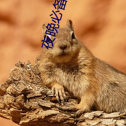 夜晚必備的直播軟件