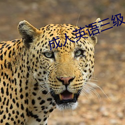 成人英语三级 （儋石之储）