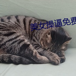美女操逼(逼)免费(費)看(看)的软件(件)