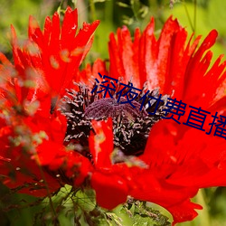 深夜付费直播app （草率