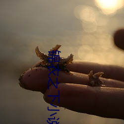 锦衣之下小说