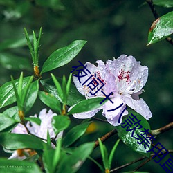 夜间十八款禁用直播app （泛应曲当）